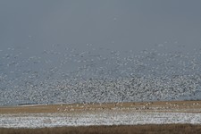 Spring Snow Geese